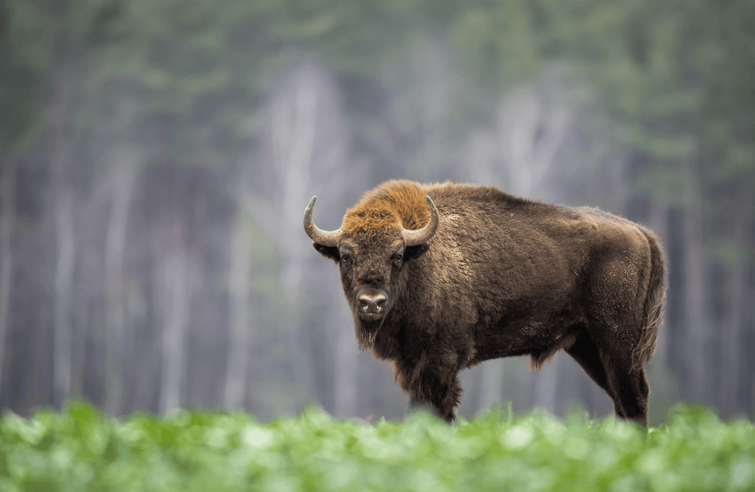 Beefalo – It’s What’s for Dinner